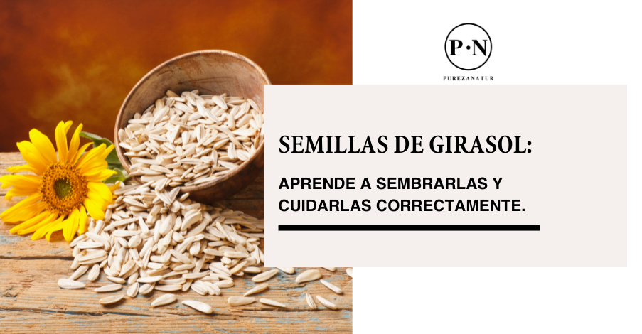 Semillas de girasol: Aprende a sembrarlas y cuidarlas correctamente.