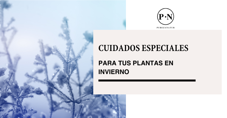 Cuidados especiales para tus plantas en invierno